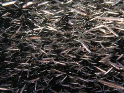 Fish all around, we had to abort the night dive because t... by Anel Van Veelen 